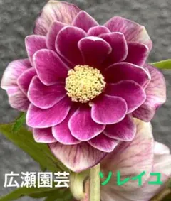 2025年最新】クリスマスローズ クレオパトラの人気アイテム - メルカリ