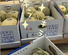 北海道アサヒメロン 