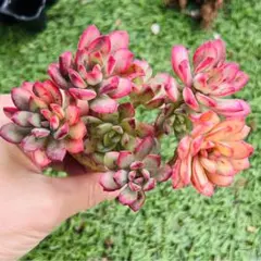 多肉植物　黄金ミニベル錦　木立 群生多頭　抜き苗　エケベリア韓 紅葉中