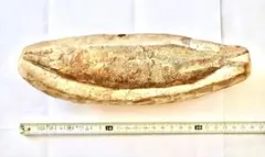 2026年最新】ラコレピスの人気アイテム - メルカリ