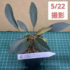 2026年最新】ホマロメナ 濡烏の人気アイテム - メルカリ