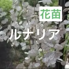 大判草 ルナリア（ゴウダソウ） ４苗 ドライフラワー向き花苗