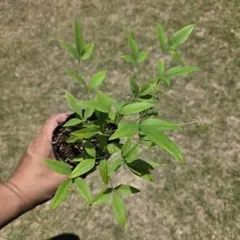 南天 小さい苗 実生苗のサムネイル