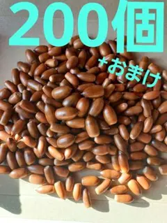 どんぐり　マテバシイ　200個+おまけ