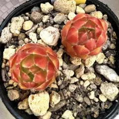 多肉植物 センペルビウム テクトラム ルージュ No.62【黄】 - メルカリ
