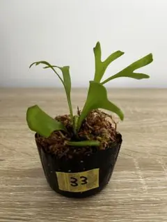 ビカクシダ リドレイ 幼苗（胞子培養株）33のサムネイル