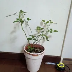 薔薇苗　黄色の花のサムネイル
