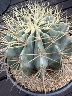 白樺の鉢植え No.25 樹高117cm 送料込 - メルカリ