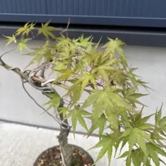モミジ 苗木 鉢植え 盆栽 ガーデニング 苔蒸し風植え木鉢ごと。 - メルカリ