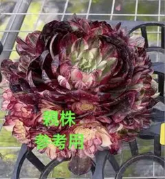 ♡アエオニウム【V錦】カット苗♡多肉植物 - メルカリ