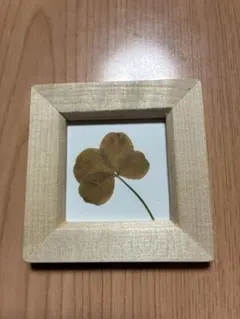 押し花　四葉のクローバー　木製フレーム入