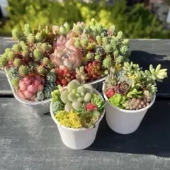 107 多肉植物の小さな寄せ植え✻そのまま飾れる✻オトクなセット