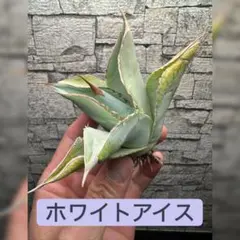 Matono truck au様 リクエスト 3点 まとめ商品