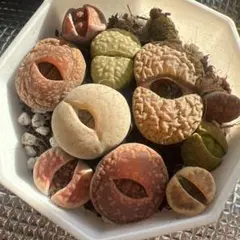 もちぶた様 リクエスト 3点 まとめ商品