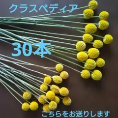 クラスペディア20本 ドライフラワー花材 ハンドメイド花材 ネコポス