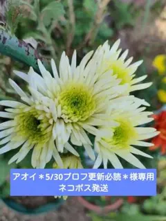 アオイ＊5/30プロフ更新必読＊様専用花火咲き　ホワイト　菊　秋冬　菊苗　中輪