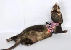 Item thumbnail for item ab1b7768-7851-4c2a-b2ba-a793abaab27c