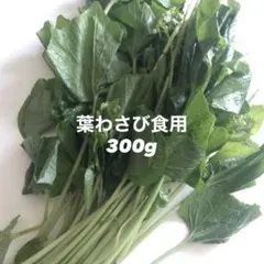 本生わさび 農家直送 一口使い切りサイズ 4月1日以降収穫発送予定