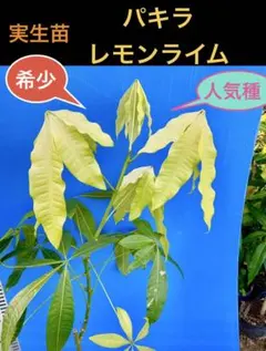 2026年最新】パキラレモンライムの人気アイテム - メルカリ
