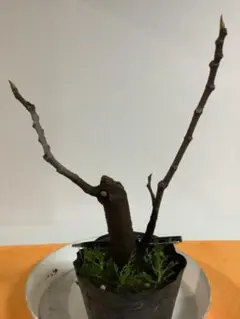 樹高17㎝ ハウチワカエデ 小品 盆栽 真柏 黒松 五葉松 桜 薔薇