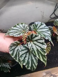 Sugi様 リクエスト 3点 まとめ商品