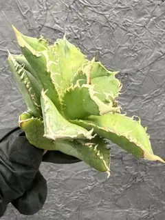 本日のみ特‼️発根済み‼️ 011 アガベ　グレート　ホワイトシャークスキン　子株 2026年最新】グレートホワイトシャーク アガベの人気アイテム - メルカリ