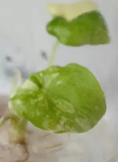 Alocasia Melo Albo アロカシア メロ アルボ ハーフムーン