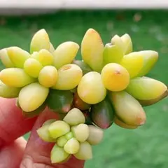 OZ様 リクエスト 10点 まとめ商品　同梱