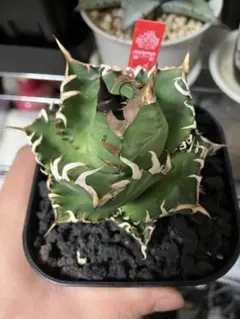 2025年最新】オテロイ実生の人気アイテム - メルカリ