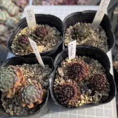 m*e様 センペルビウム　4種セット　抜き苗