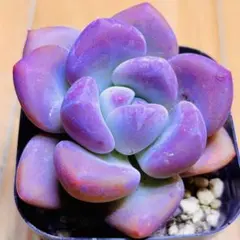 多肉植物 ☘️オパリナ☘️韓国苗育成 抜き苗 e11のサムネイル
