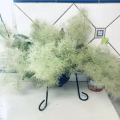 スモークツリー ピンクパール 7号鉢 鉢植え 現品 苗木 けむりの木