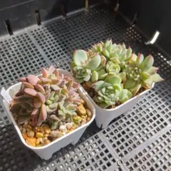 現品のみ◆ノマド ドリームジェイド 2鉢セット 根付き 7.5cm鉢 エケベリア