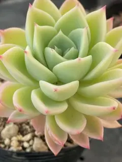 noa*プロフ必読でオネガイU^エ^U様 リクエスト 2点 まとめ商品