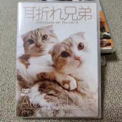 耳折れ兄弟 スコティッシュフォールド・アトム&ルーク