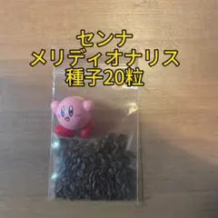 種子20粒　センナ　メリディオナリス　2026年新入荷のサムネイル