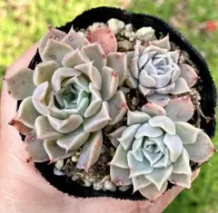 momo福様 リクエスト 3点 まとめ商品