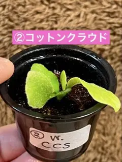 ビカクシダ cotton Cloud ocpup その後のビカクシダ コットンクラウド① | calmplantsのビカクシダブログ