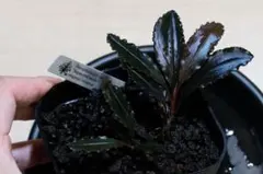 Bucephalandra sp.