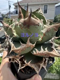 Agave titonota アガベチタノタ 冰雹LIZE血統 子株 - メルカリ
