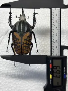 2025年最新】カナブン標本の人気アイテム - メルカリ