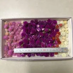 千日紅ドライフラワー250個
