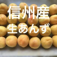 信州産　生あんず　1.1キロ（箱込み）　②のサムネイル