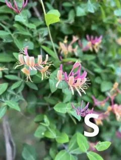 こゆき様 リクエスト 2点 まとめ商品