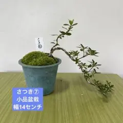皐月さつき 盆栽素材【紅子 べにこ】BE10 【まはろ】MA10 セット