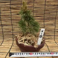☆盆栽☆ 赤石五葉松【X-13】5年物 ☆愛媛県より発送☆ - メルカリ