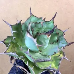 2025年最新】ハデス アガベの人気アイテム - メルカリ