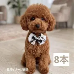 トリミングチョーカー《POPモノトーン》8本