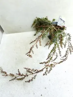 2026年最新】レプトスペルマム バーチカルドロップの人気アイテム