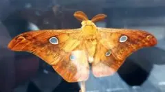 2026年最新】標本 ヤママユの人気アイテム - メルカリ